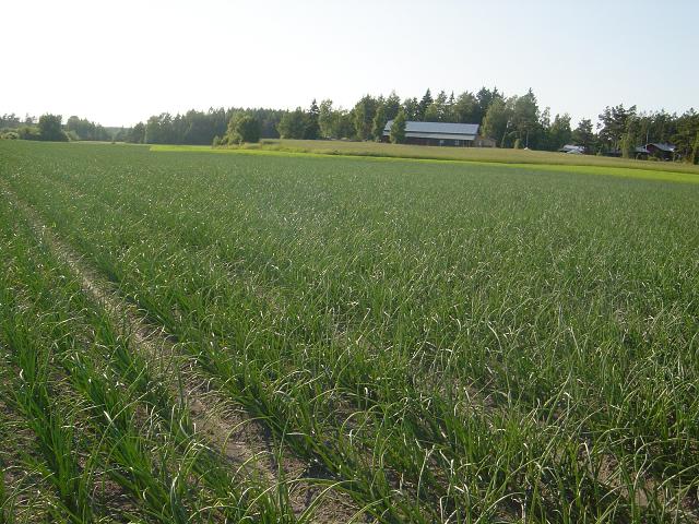 Sipulikasvusto